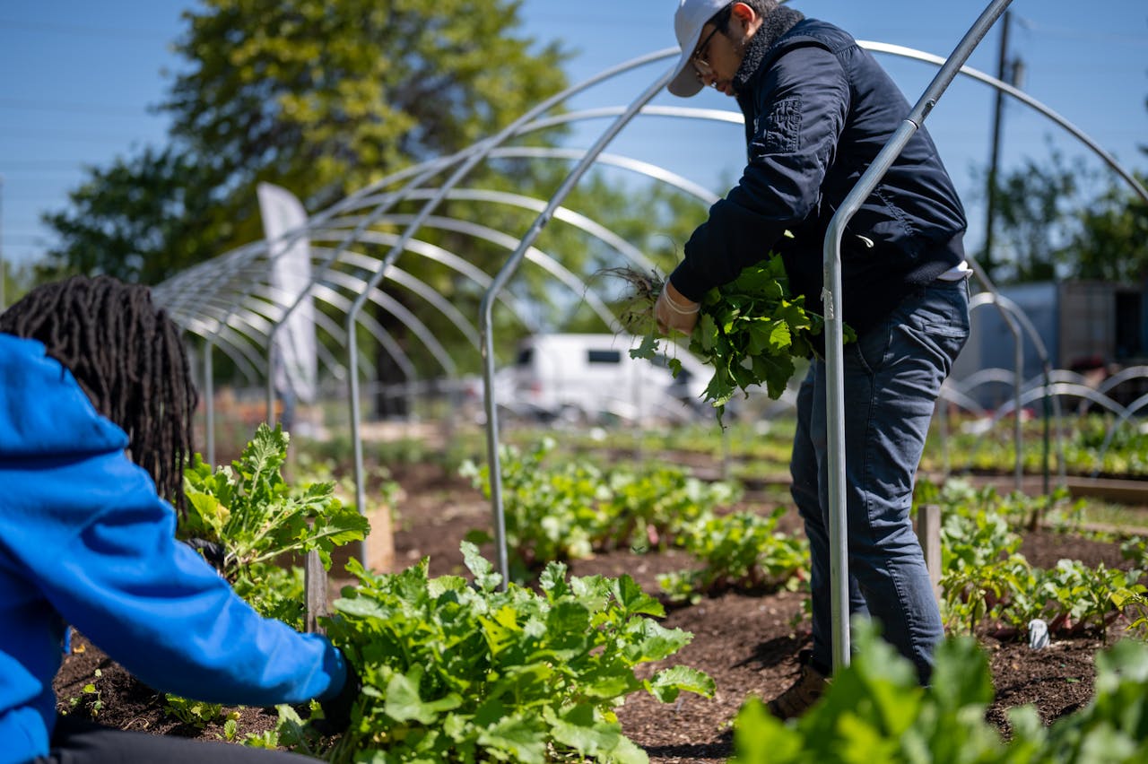 Two people working on an organic farm, harvesting fresh vegetables outdoors.