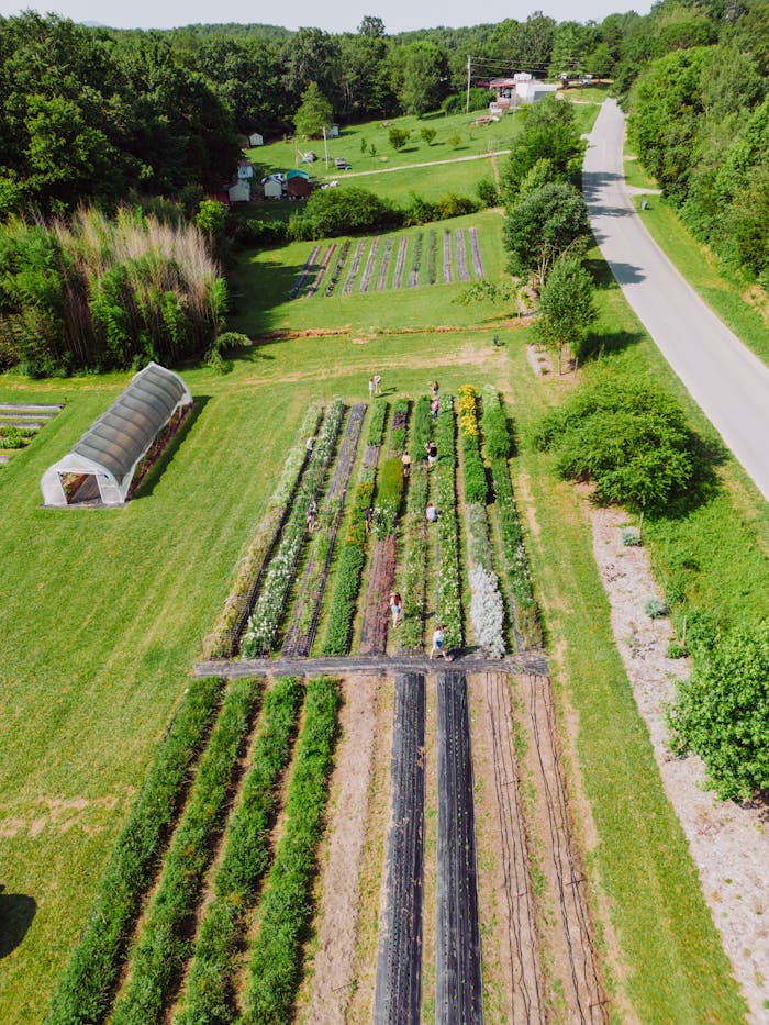 Scenic aerial shot of vibrant farmland and crops in Chickamauga, Georgia during summer.